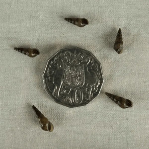 Malaysian Trumpet Snails