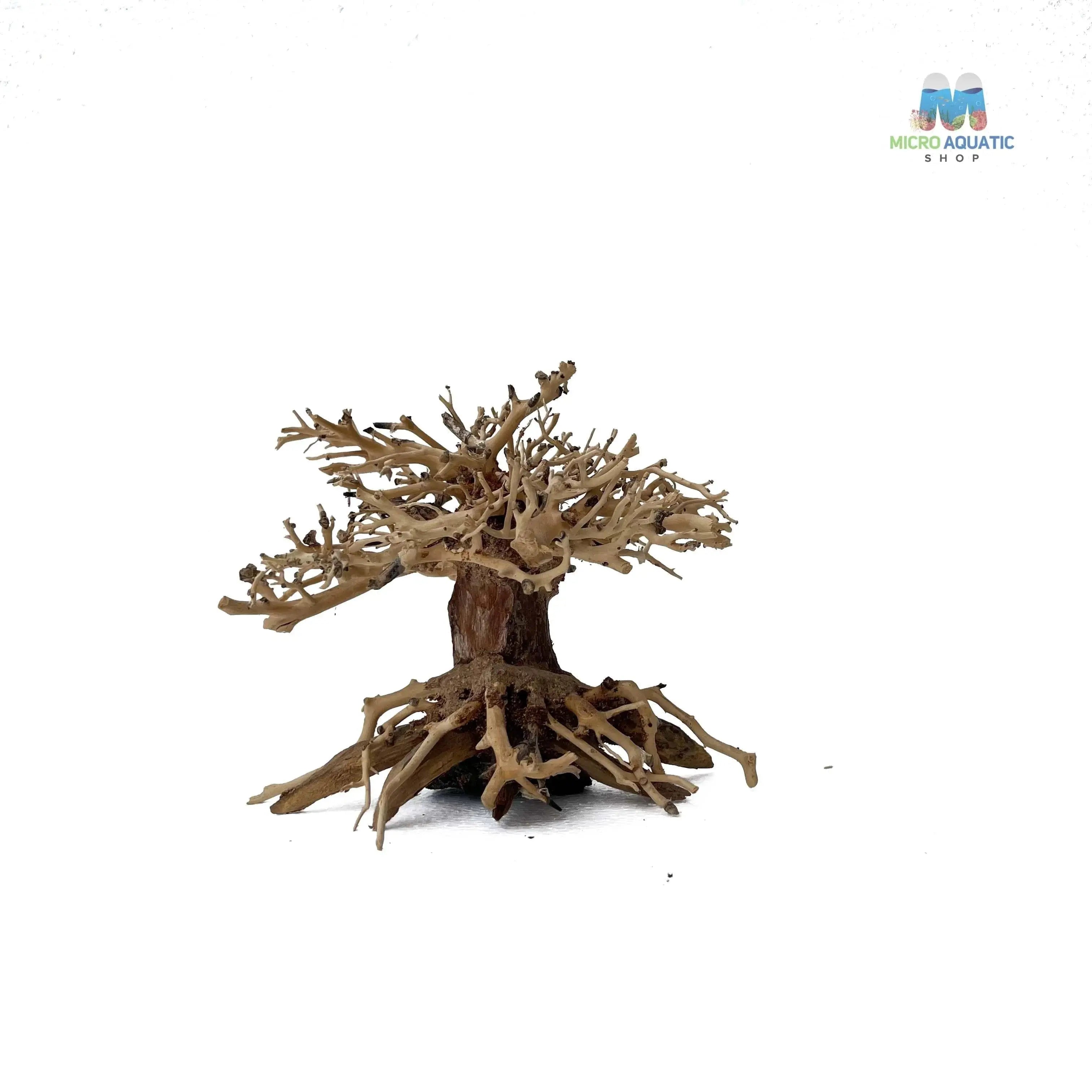 Masterpiece Bonsai Driftwood ~ 15 x 20 cm | A - 13