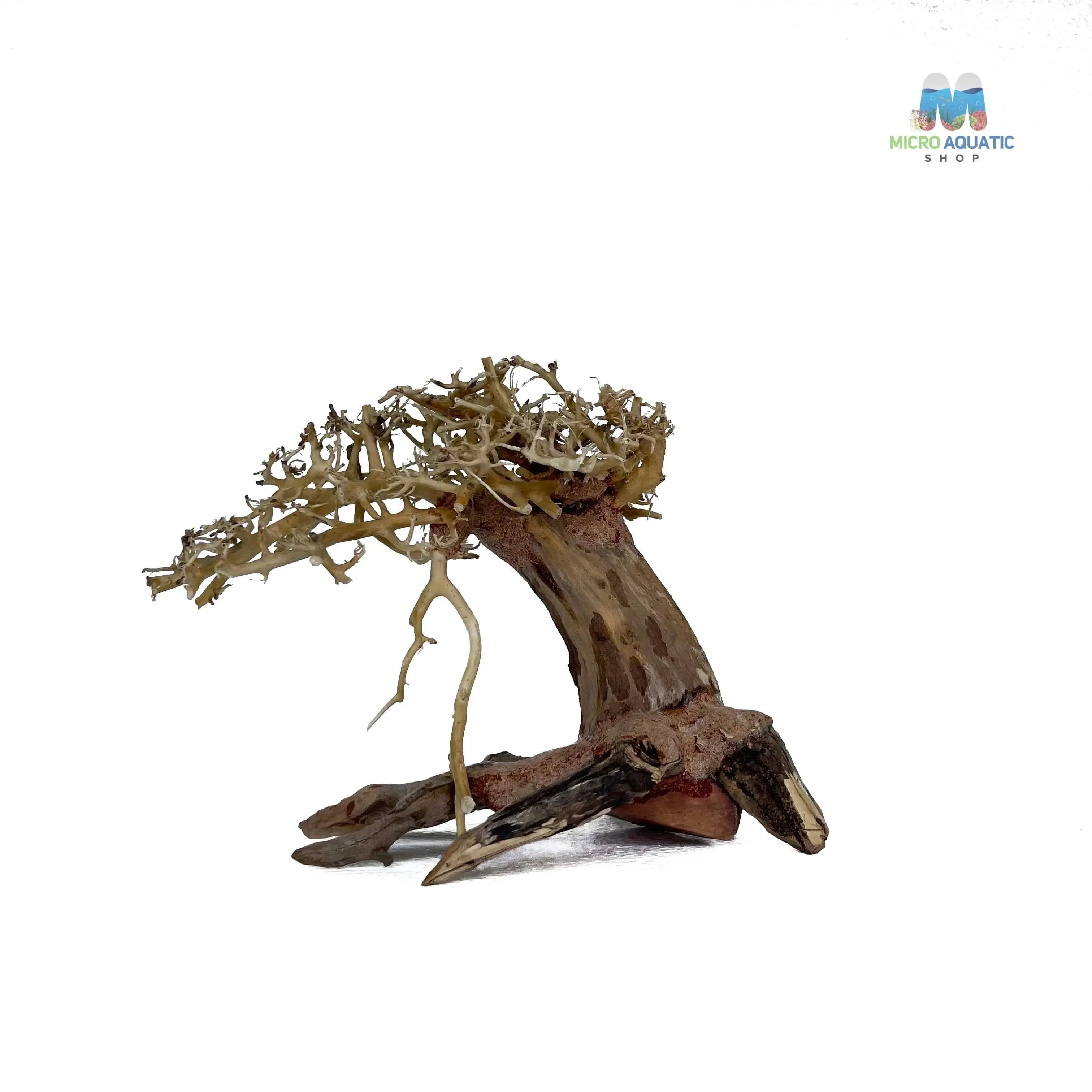 Masterpiece Bonsai Driftwood ~ 15 x 20 cm | A - 34