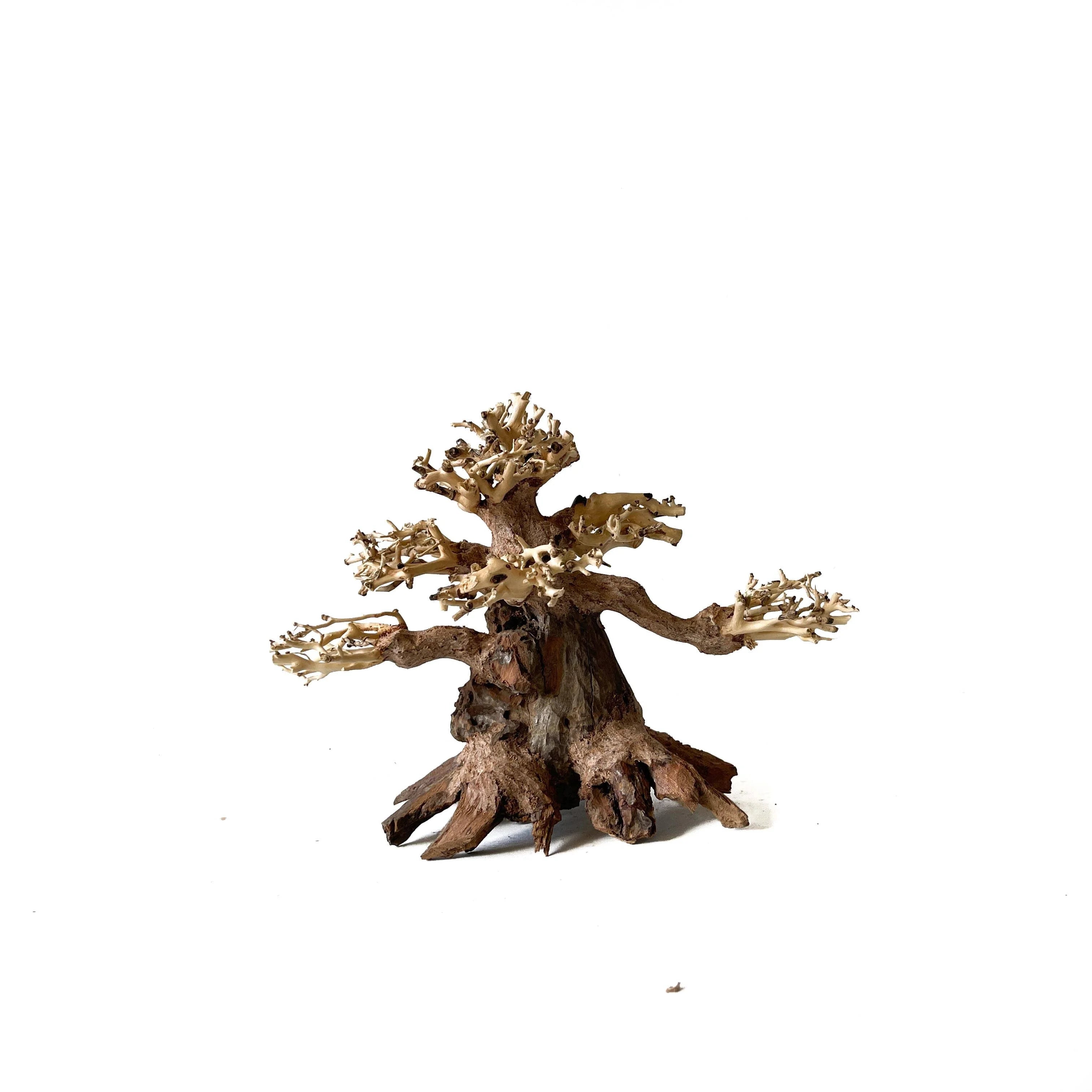 Masterpiece Bonsai Driftwood - 15 x 20 cm | D - 22