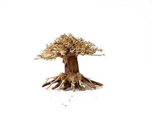 Masterpiece Bonsai Driftwood - 15 x 20 cm | S - 12