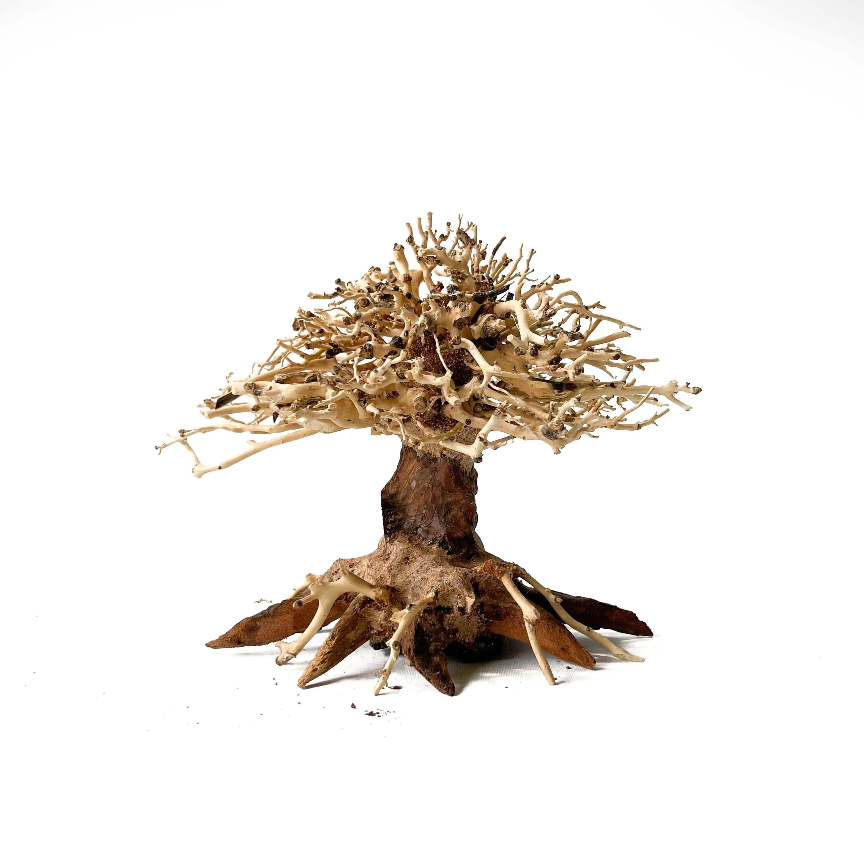 Masterpiece Bonsai Driftwood - 15 x 20 cm | S - 14