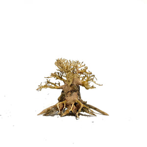 World Tree | Bonsai Driftwood - 15 x 20 cm | S - 5z