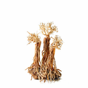 Masterpiece Bonsai Driftwood - Fantasy Forest