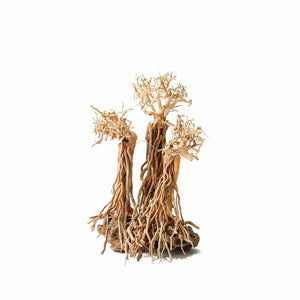Masterpiece Bonsai Driftwood - Fantasy Forest