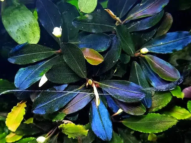 Metalic Blue Bucephalandra