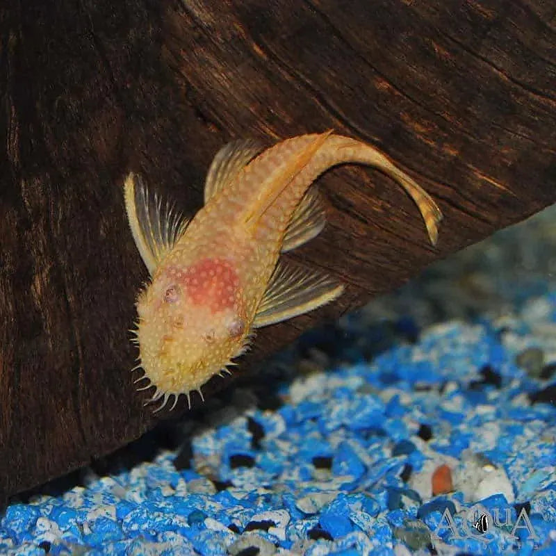 Albino Bristlenose Pleco
