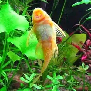Albino Bristlenose Pleco