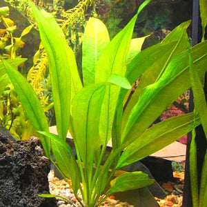 Amazon Sword - Echinodorus amazonicus