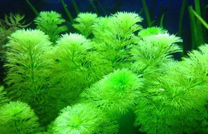 Ambulia - Limnophila sessiliflora