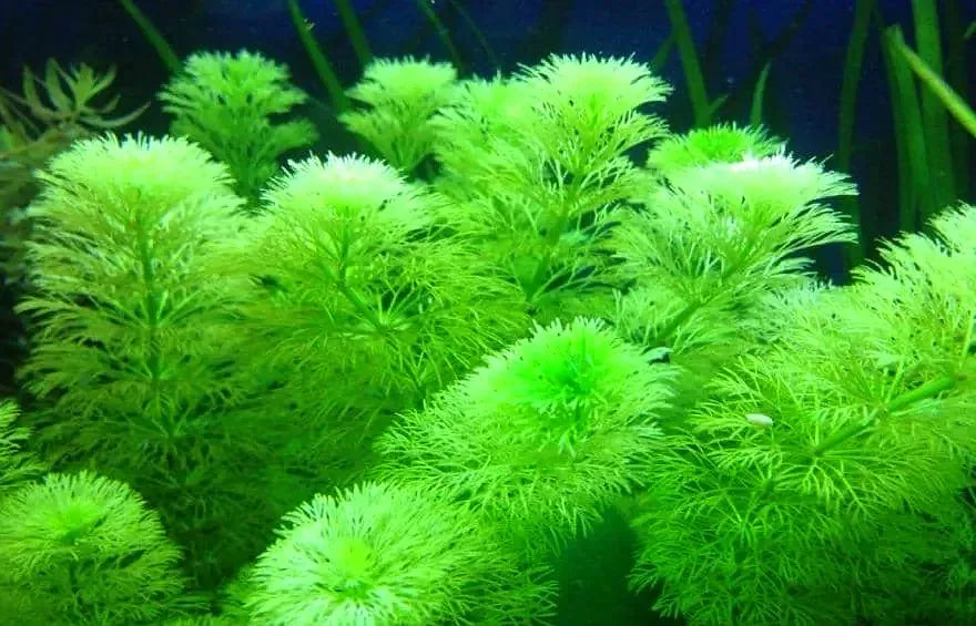 Ambulia - Limnophila sessiliflora