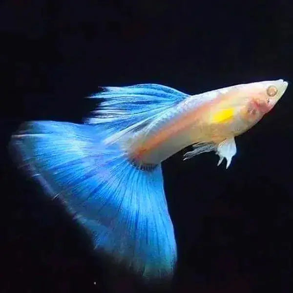 Albino Blue Topaz Guppy - Rare