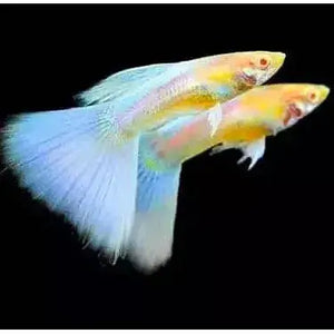 Albino Blue Topaz Guppy - Rare