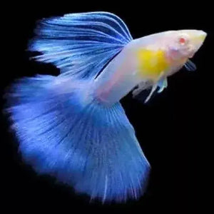 Albino Blue Topaz Guppy - Rare