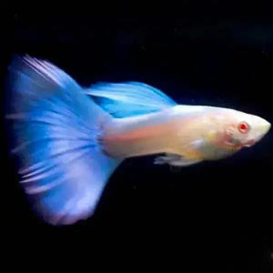Albino Blue Topaz Guppy - Rare