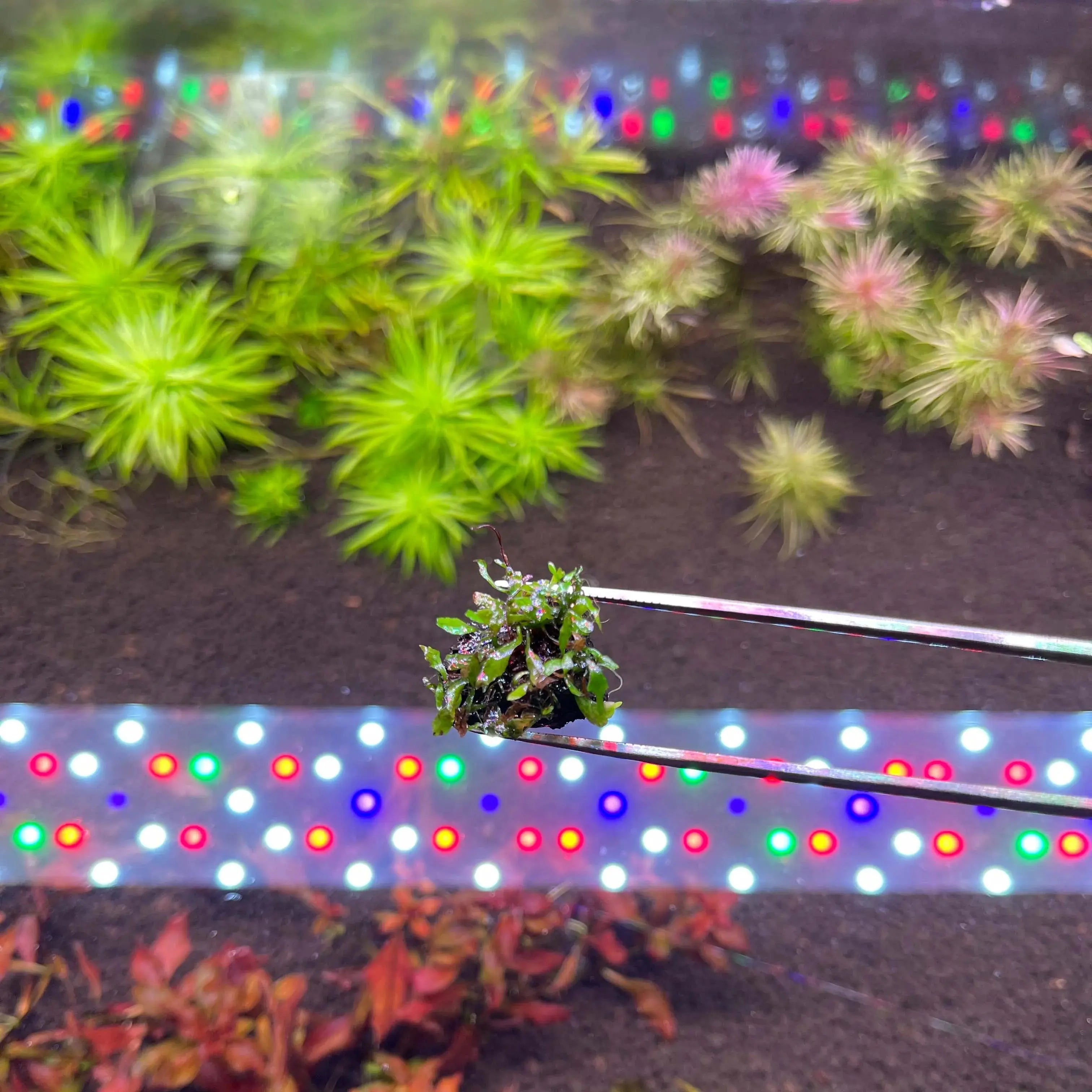 True Micro Java Fern