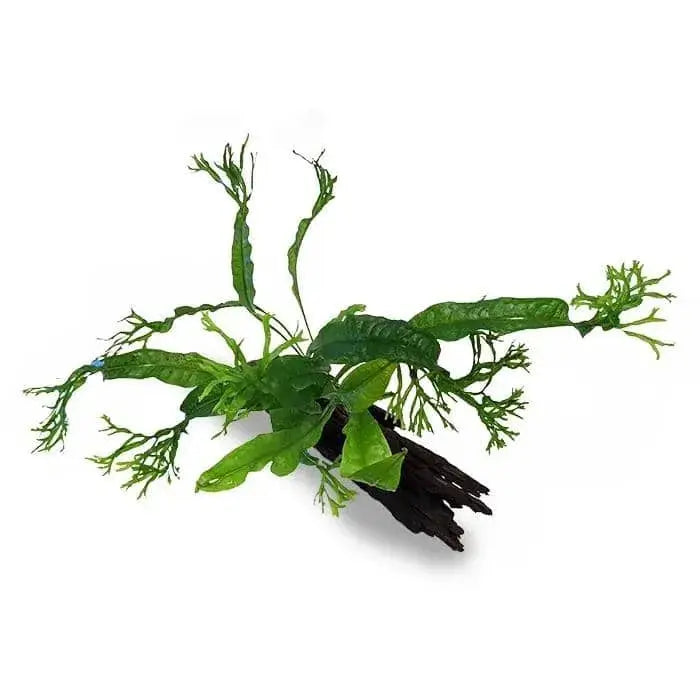 Microsorium Crested - Crested Fern - Mini Driftwood