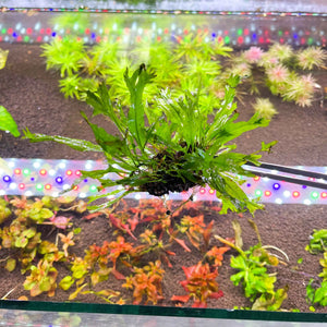 Microsorum pteropus “Windelov” - Windelov Java Fern