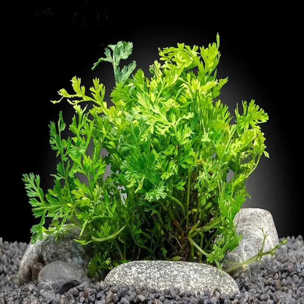 Mini Bolbitis (Baby Leaf) Bolbitis Heteroclita Difformis - Rare