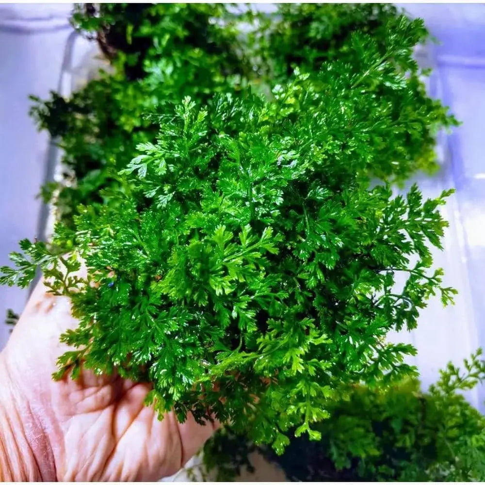 Mini Bolbitis (Baby Leaf) Bolbitis Heteroclita Difformis - Rare