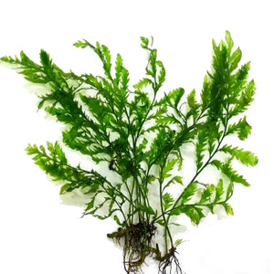 Mini Bolbitis (Baby Leaf) Bolbitis Heteroclita Difformis - Rare