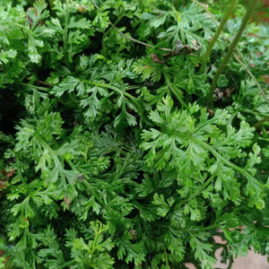 Mini Bolbitis (Baby Leaf) Bolbitis Heteroclita Difformis - Rare