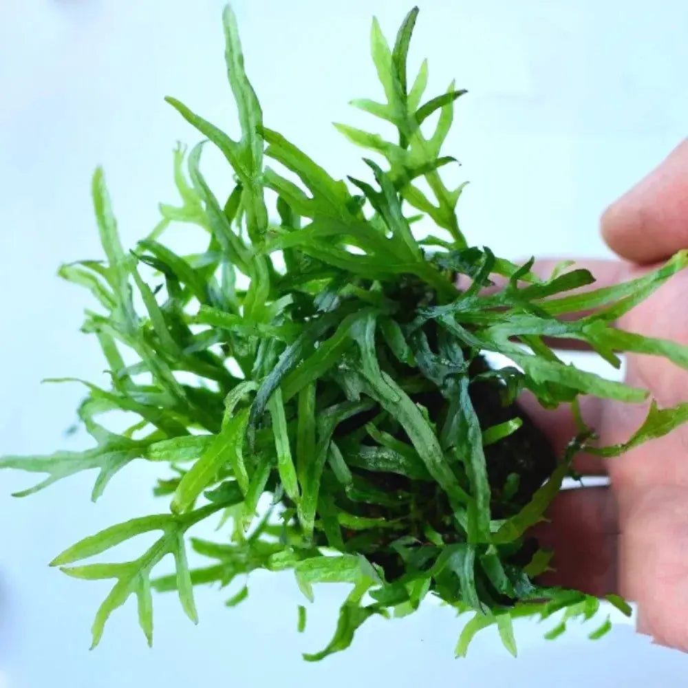 Microsorum sp. Mini Coral