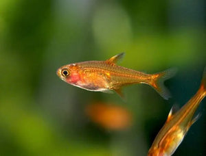 MINI OCEAN COMBO: FOR NEWBIE FISH & PLANT LOVER