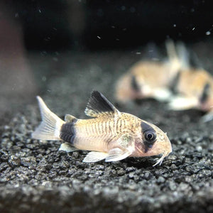 MINI OCEAN COMBO: FOR NEWBIE FISH & PLANT LOVER