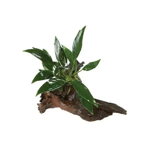 MINI OCEAN COMBO: FOR NEWBIE FISH & PLANT LOVER