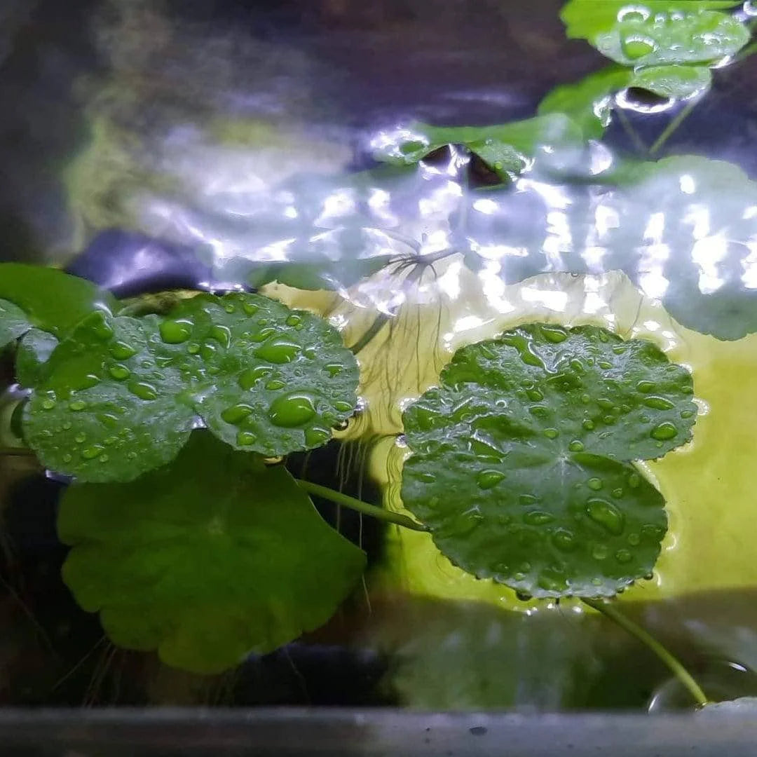 MINI OCEAN COMBO: FOR NEWBIE FISH & PLANT LOVER