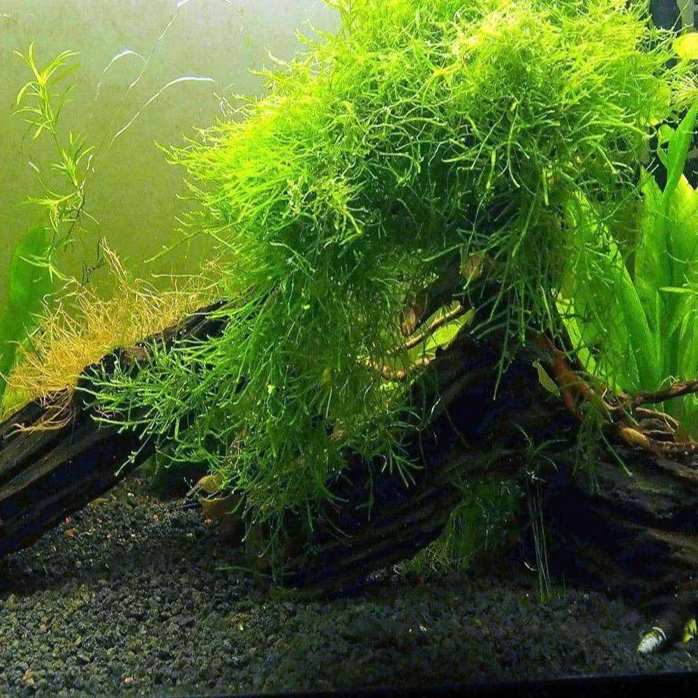 MINI OCEAN COMBO: FOR NEWBIE FISH & PLANT LOVER