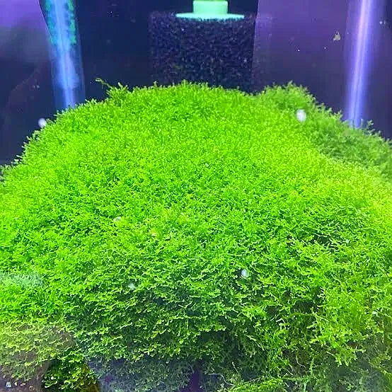 Mini Pelia - Riccardia chamedryfolia- Coral  Moss