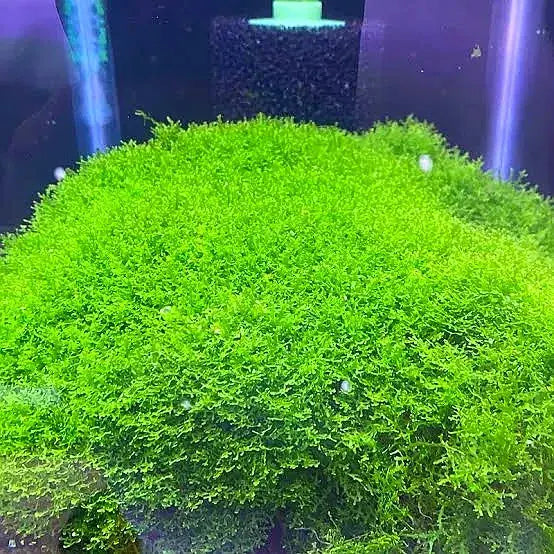 Mini Pelia - Riccardia chamedryfolia- Coral Moss