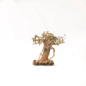 Miniature Bonsai Driftwood on Volcanic Rock - 10- 15cm Tall