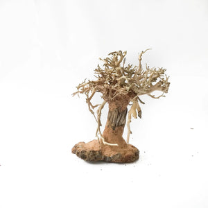 Miniature Bonsai Driftwood on Volcanic Rock - 10- 15cm Tall