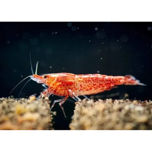 Mix Shrimp Package 1 ( 5 red cherry + 5 ninja )