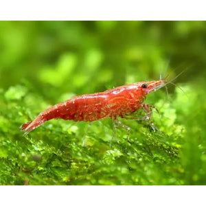 Mix Shrimp Package 1 ( 5 red cherry + 5 ninja )