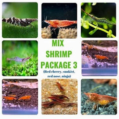 Mix Shrimp Package 3 ( 5 red cherry + 5 ninja + 5 sunkist + 5 red nose )