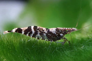 Mix Shrimp Package 3 ( 5 red cherry + 5 ninja + 5 sunkist + 5 red nose )