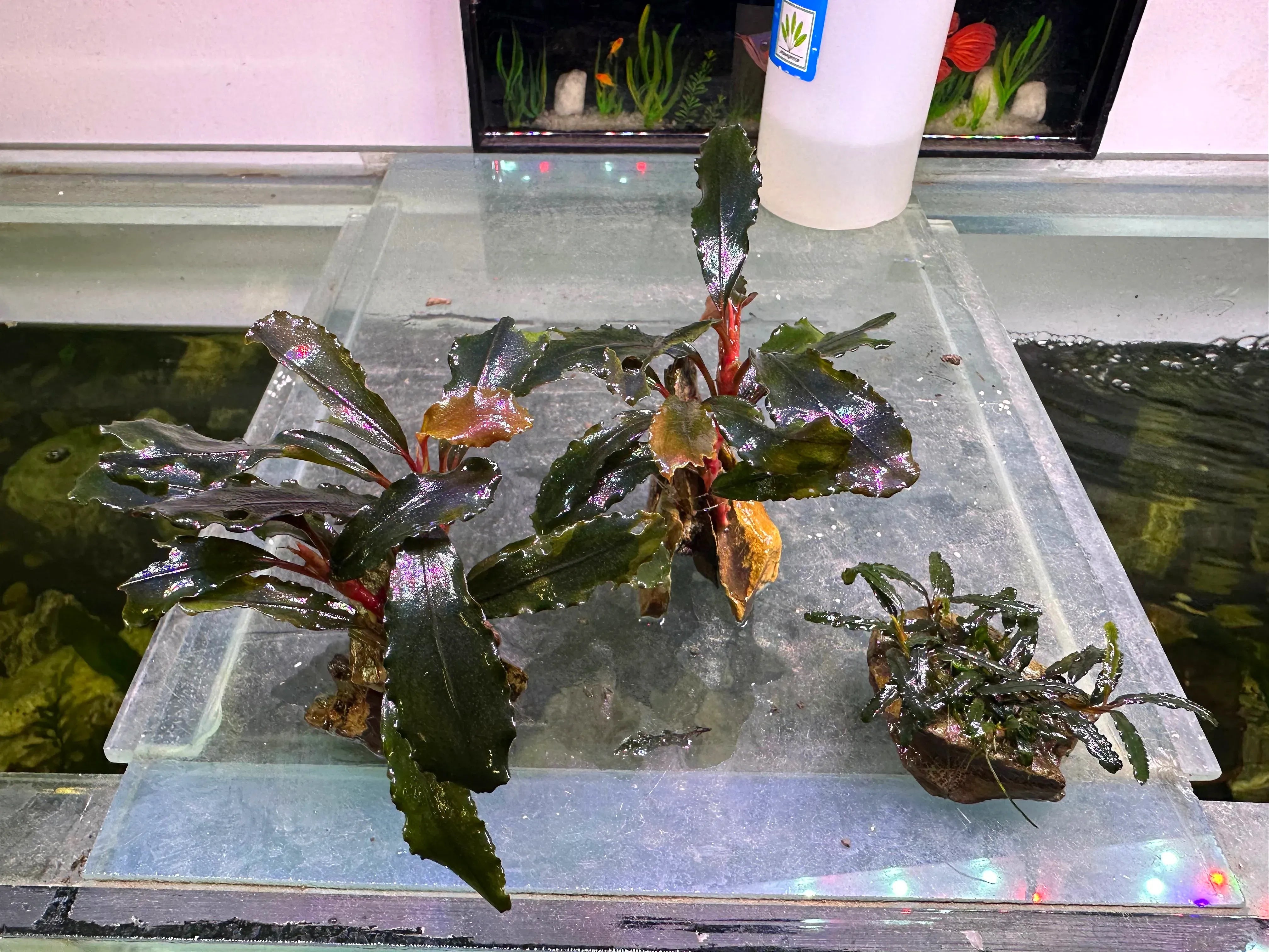 Mixture Bucephalandra On the Rock