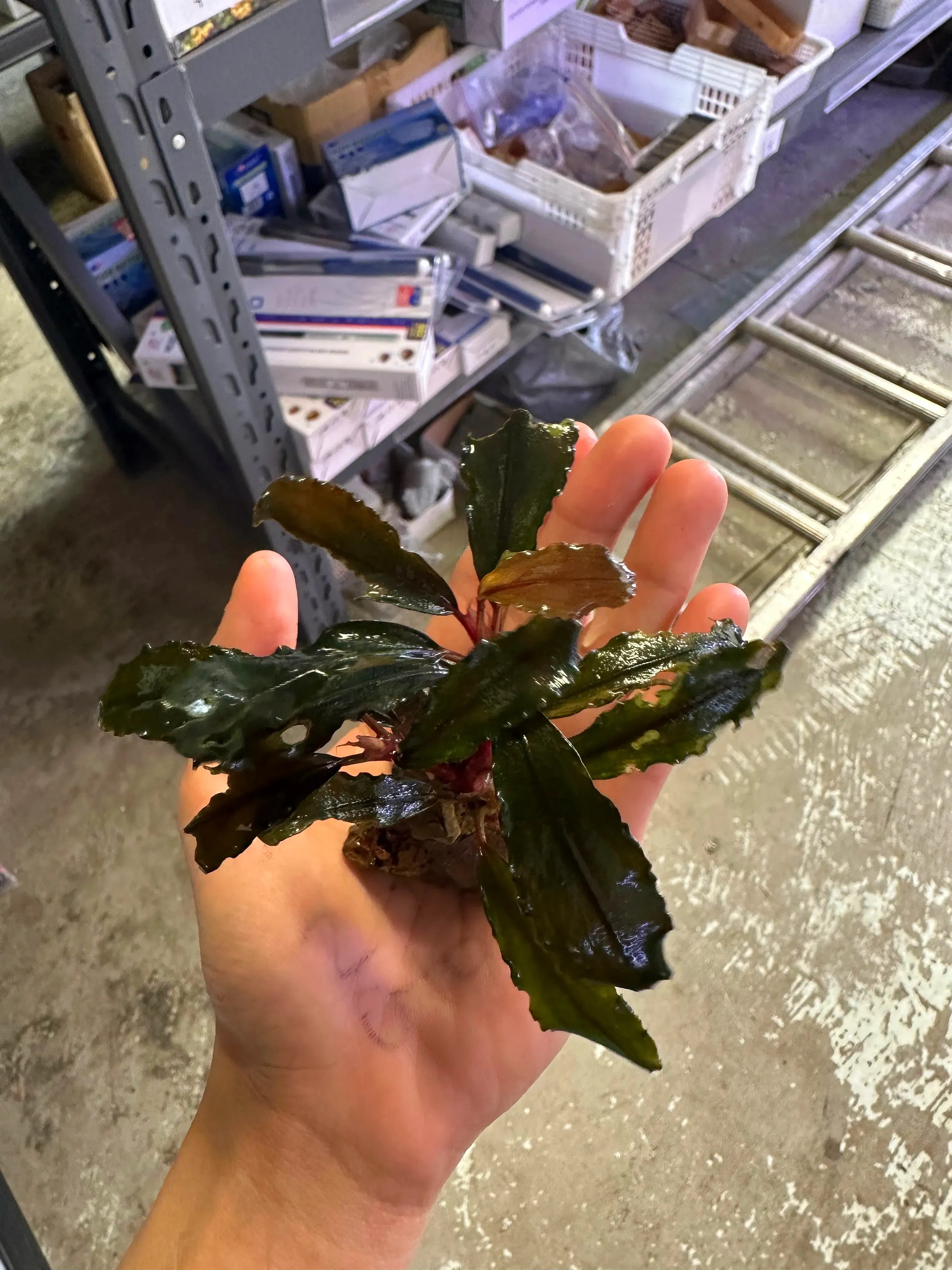 Mixture Bucephalandra On the Rock