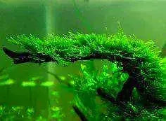 Aquarium Cyanoacrylate Glue