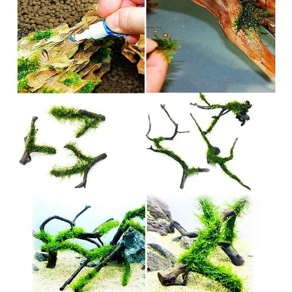 Aquarium Cyanoacrylate Glue