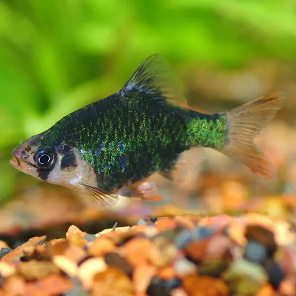 Moss Green Tiger Barb - Puntius tetrazona