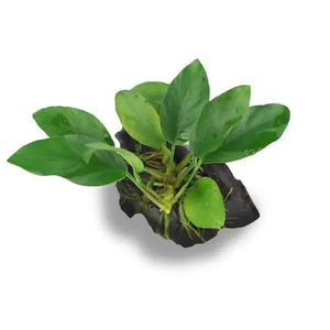 Nano Betta Driftwood