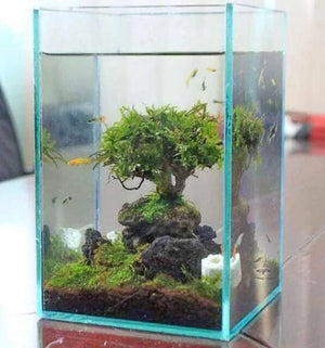 Nature style Driftwood tree on Volcanic Rock -  10cm Tall