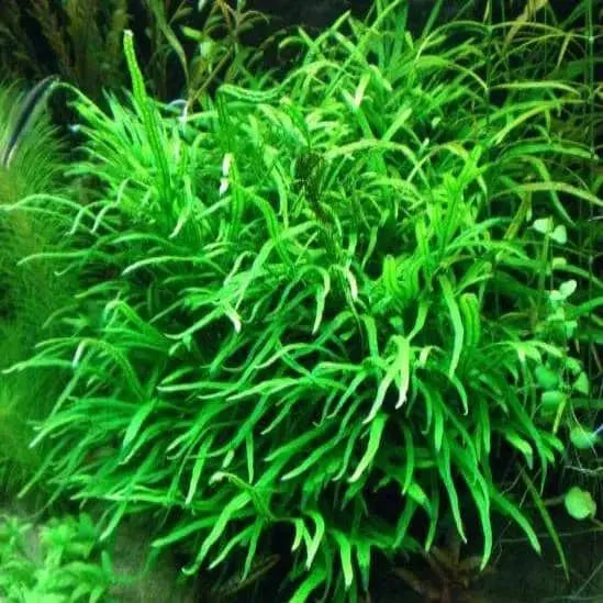 Microsorum Pteropus Needle - Java Fern Needle Leaf