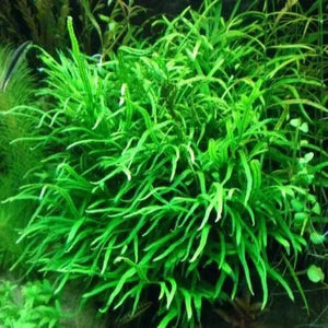 Microsorum Pteropus Needle - Java Fern Needle Leaf