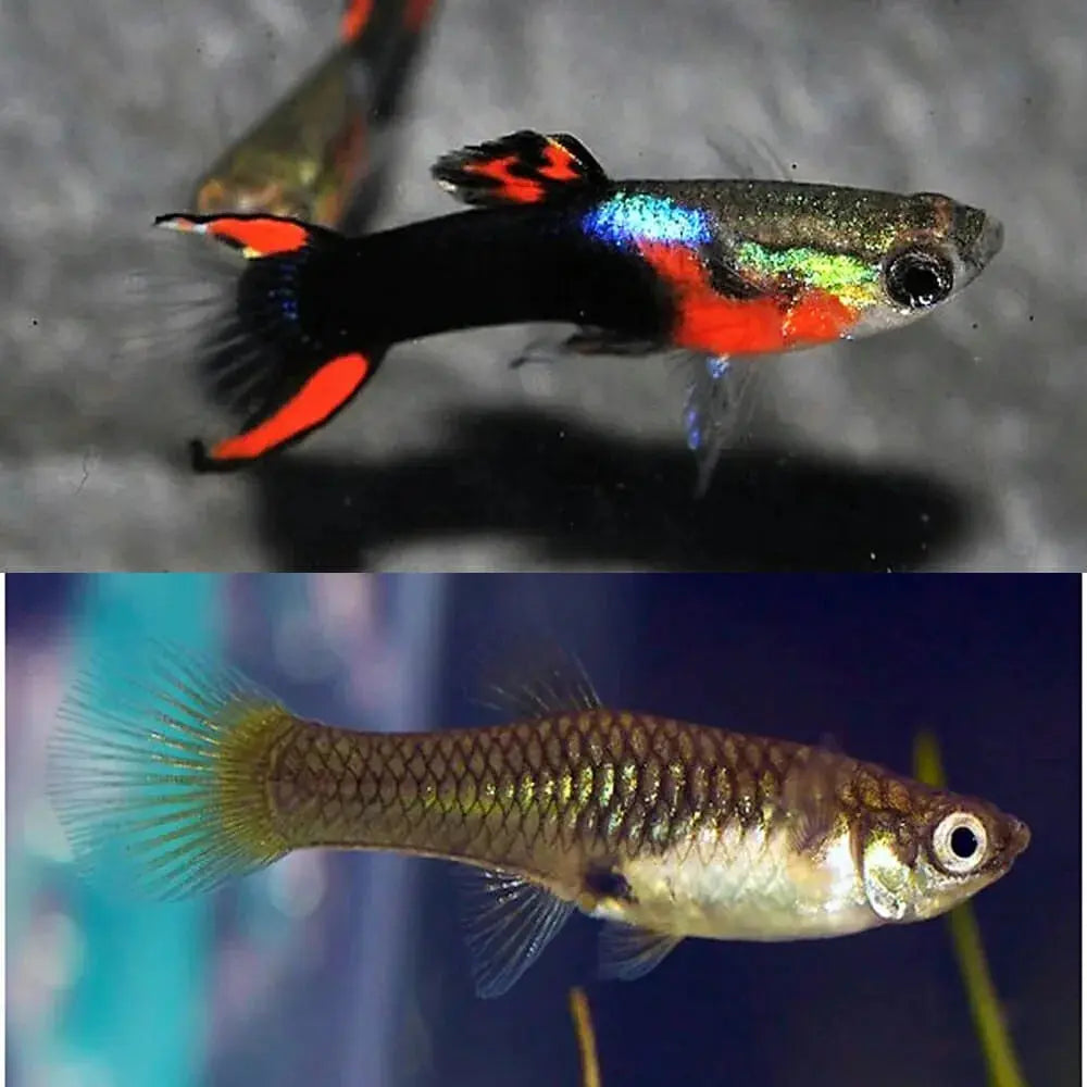 Neon Tuxedo Endler Pair